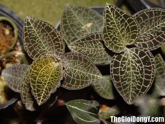 Cây kim cương Một loại thuốc quý chữa bệnh lan gam dy Cây kim cương Một loại thuốc quý chữa bệnh