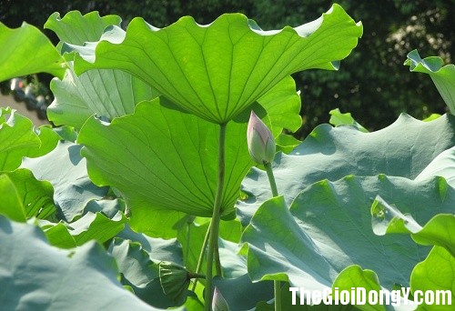 Lotus Leaf Bài thuốc dân gian trị bệnh đau đầu
