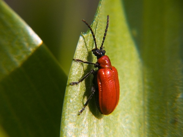 red bug 1439397148720 Chữa kinh bế, u xơ tử cung hiệu quả bằng rệp cánh kiến đỏ