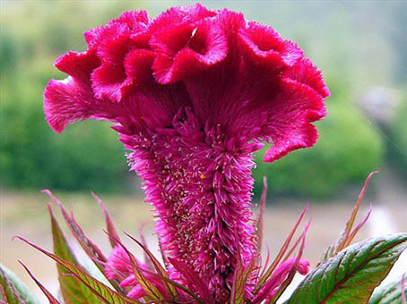 chua tang huyet ap bang hoa suc khoe doi song 2 15 bài thuốc Đông y giúp hạ huyết áp từ hoa