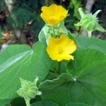 abutilon indicum