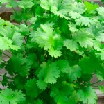 Cilantro