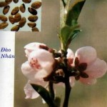 dao-nhan1