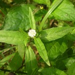 Eclipta Alba / false daisy / asteraceae / Missouriplants.com