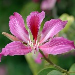 546px-Bauhinia_blakeana_(Key_West)