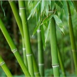 Bamboo tree