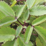 cay-thuoc-bong-1417620657726