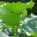 Lotus-Leaf