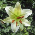 600px-Lilium_brownii_flora_frontal