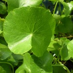 Hydrocotyle umbellata