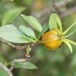 Gardenia_jasminoides_fruit-s