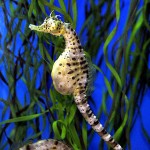 pregnant-seahorse