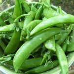 sugar-snap-peas-4-1431887569963