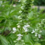 ocimum-basilicum-l-1414268338597