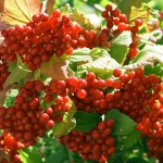 Red berry in the forest near Krasnaya Polyana, Sochi, Russia