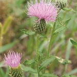 Species from eastern North America

Common name: Tall thistle

Photographed along the Base Trail, Pinnacle Mountain State Park, Pulaski County, Arkansas