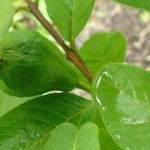 1-guava-1-1419232749070-48-0-293-480-crop-1419232972781