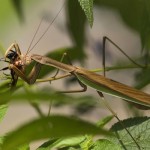 20090416173038_765px-The_mantis_which_eats_a_Bee20080829-51cd1