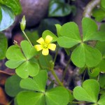 thao-duoc-giam-dau-va-ho-do-benh-viem-hong-1