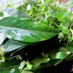 bai-thuoc-dan-gian-khac-tinh-cua-benh-tri_152249691