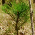 pinus_kesiya_seedling_mtugo