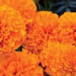 marigold-coverf-26-1456489806-1456718582252-16-1-168-300-crop-1456718617276