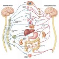 autonomic-nervous-system-7c804