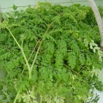 chum-ngay_29163788