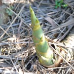 1200px-Thorny_Bamboo