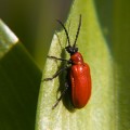 red-bug-1439397148720